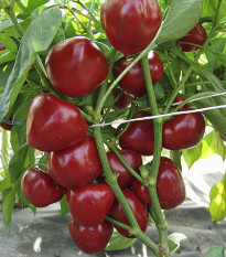 Rajčiaková paprika Dumas - Capsicum Annuum - semená - 15 ks