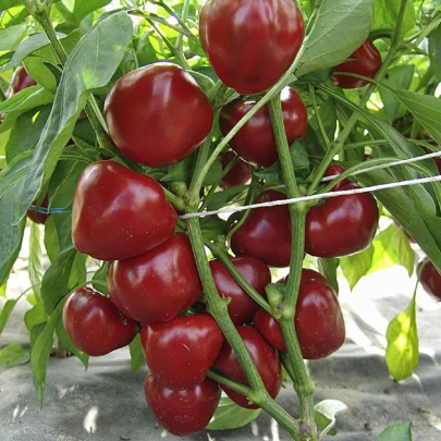 Rajčiaková paprika Dumas - Capsicum Annuum - semená - 15 ks