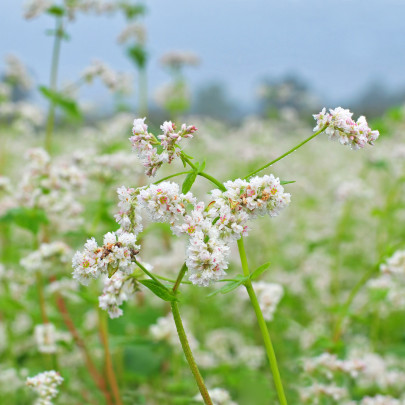 Pohánka siata - Polygonum fagopyrum - semená - 20 ks