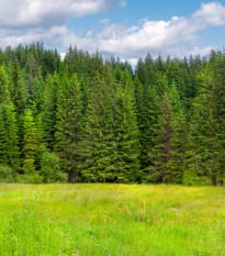 Smrek obyčajný - Picea abies - semená - 8 ks