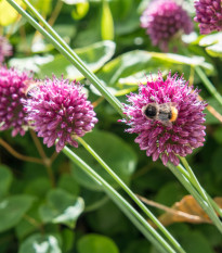 Okrasný cesnak - Allium Sphaerocephalon - cibuľoviny - 3 ks