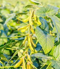 BIO Sója Fazuľová Edamame - Glycine Max - bio semená - 25 ks