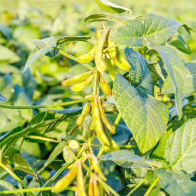 BIO Sója Fazuľová Edamame - Glycine Max - bio semená - 25 ks