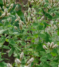 Mäta jablčná - Mentha rotundifolia - semená - 25 ks