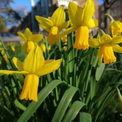 Narcis February Gold - Narcissus - cibuľoviny - 3 ks