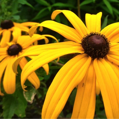 Rudbekia okázalá Speciosa - Rudbeckia speciosa - voľnokorenné sadenice rudbekie - 1 ks