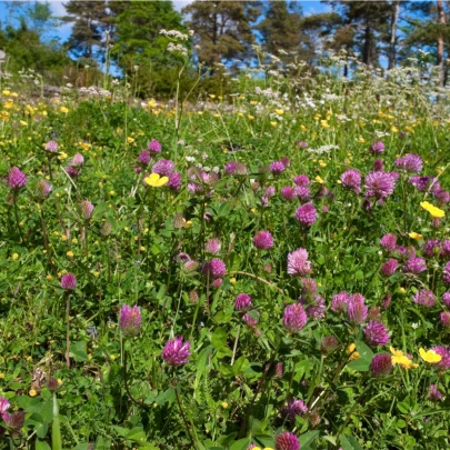 Lúka na suchú pôdu - Planta Naturalis - lúčna zmes - 10 g