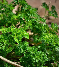 Petržlen Starlett - Petroselinum crispum - semená - 500 ks