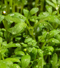 Žerucha Krause - Lepidium sativum - semená - 650 ks