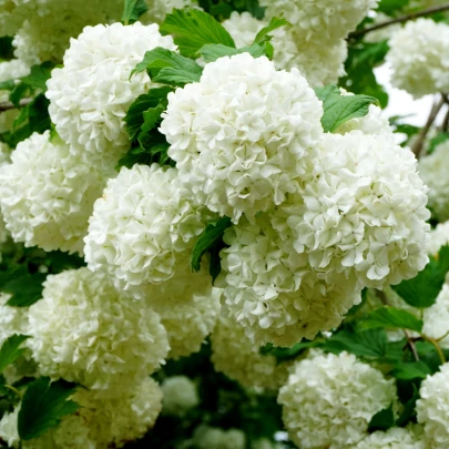 Kalina obyčajná - Viburnum opulus - semená - 5 ks