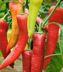 BIO Paprika Sweet Dreams - Capsicum annuum - bio semená - 10 ks