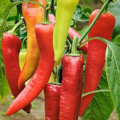 BIO Paprika Sweet Dreams - Capsicum annuum - bio semená - 10 ks