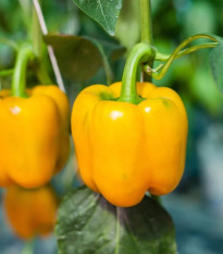 BIO Paprika žltá California Wonder - Capsicum annuum - bio semená - 10 ks