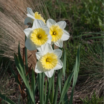 Narcis Ice Follies - Narcissus L. - cibuľoviny - 3 ks