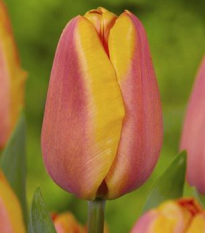 Tulipán Apricot Foxx - Tulipa - cibuľoviny - 3 ks