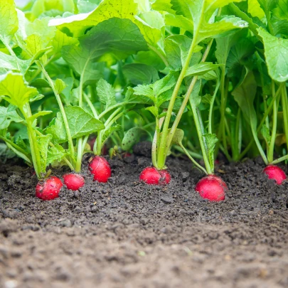 BIO Reďkovka červená Sora - Raphanus sativus - bio semená - 40 ks