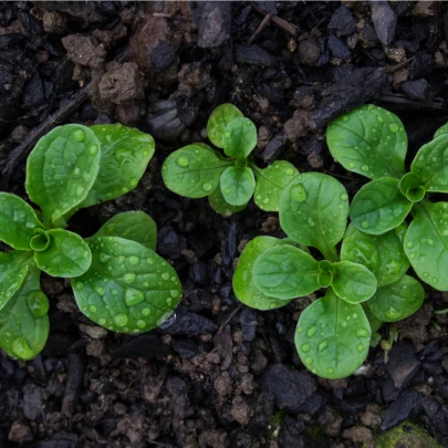 BIO Valeriánka poľná Verte de Cambrai - Vallerianella locusta - bio semená - 150 ks