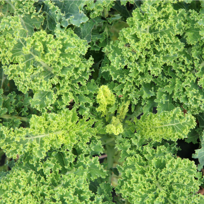 BIO Kel kučeravý Lerchenzungen - Brassica oleracea L. - bio semená - 50 ks