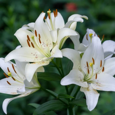 Ľalia Canova - Lilium - cibuloviny - 1 ks