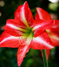 Amarylis Minerva - Zornica - Hippeastrum - cibuľoviny - 1 ks