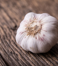 Sadbový cesnak Dukát - Allium sativum - paličiak - cibule cesnaku - 1 balenie