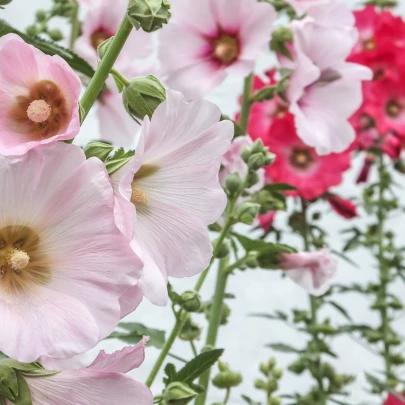 Topoľovka plnokvetá Chaters zmes - Alcea rosea - semená - 12 ks