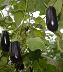 Baklažán český skorý - Solanum melongena - semená - 100 ks