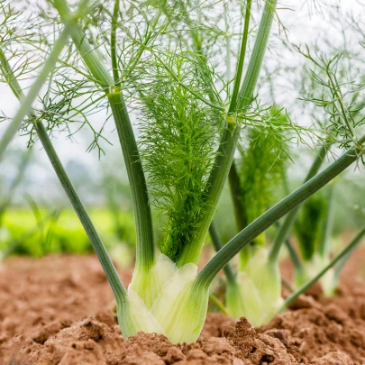 BIO fenikel buľvový Selma - Foeniculum vulgare - bio semená - 50 ks