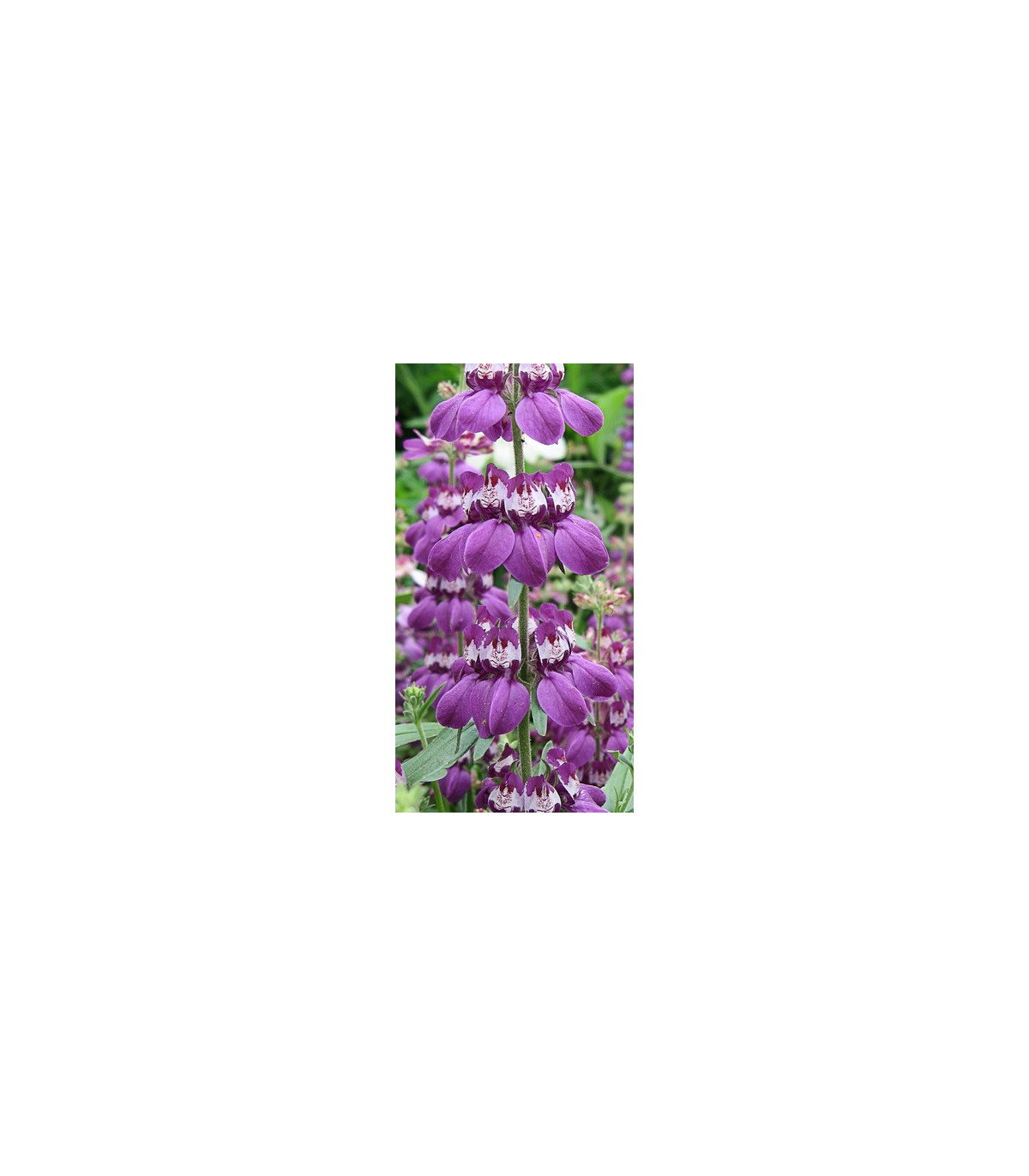 Kolinsia rôznolistá Bicolor - Collinsia heterophylla - semená - 10 ks