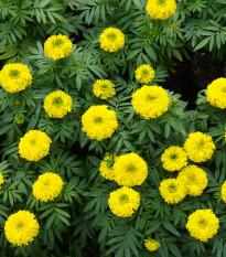 Aksamietnica nízka Cupido žltá - Tagetes erecta nana - semená - 0,3 g