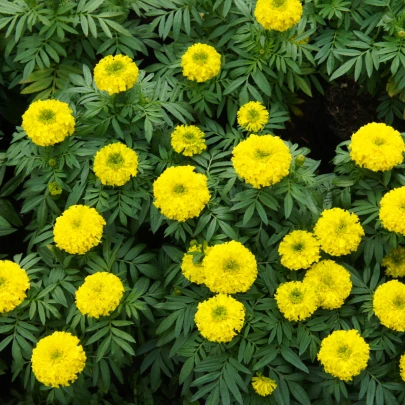 Aksamietnica nízka Cupido žltá - Tagetes erecta nana - semená - 0,3 g