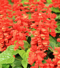 Šalvia žiarivá Blaze of fire - Salvia splendens - semená - 15 ks