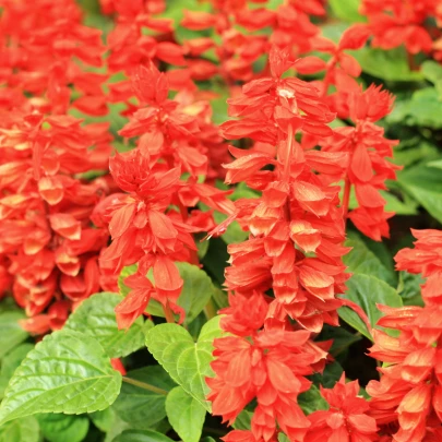 Šalvia žiarivá Blaze of fire - Salvia splendens - semená - 15 ks