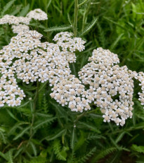 Rebríček obyčajný Yarrow - Achillea millefolium - semená - 200 ks