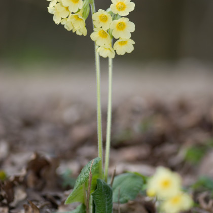Prvosienka veľkokvetá Oxlip - Primula elatior - semená - 20 ks