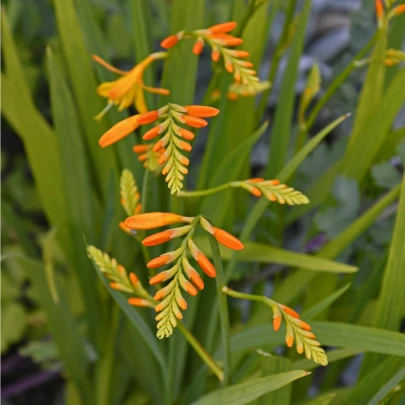 Montbrécia George - Crocosmia - cibuľoviny - 4 ks