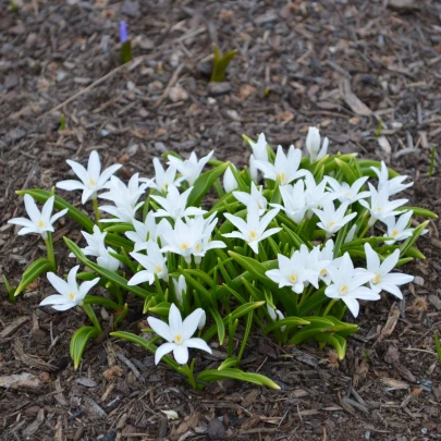 Modravka žiarivá biela - Chionodoxa luciliae alba - cibuľoviny - 5 ks