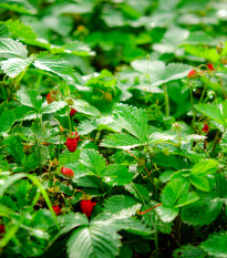 Jahoda lesná Tubby Red - Fragaria vesca - semená - 15 ks