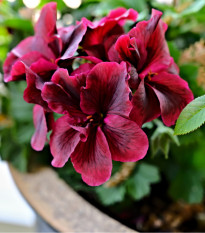 Muškát pásikavý F1 Black Velvet Violet - Pelargonium zonale - semená - 6 ks