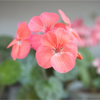 Muškát pásikavý Jitka F1 - Pelargonium zonale - semená - 6 ks