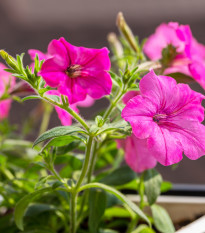 Petúnia mnohokvetá Rita F1 - Petunia Hybrida - semená - 30 ks