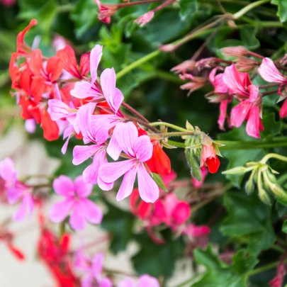 Muškát previsnutý Tornado zmes farieb - Pelargonium peltatum - semená - 4 ks