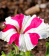 Petúnia mnohokvetá Henrietta F1 - Petunia Hybrida - semená - 30 ks