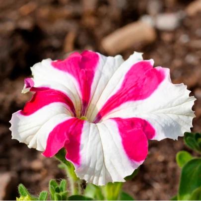 Petúnia mnohokvetá Henrietta F1 - Petunia Hybrida - semená - 30 ks