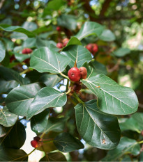 Figovník indický - Ficus benghalensis - semená - 5 ks