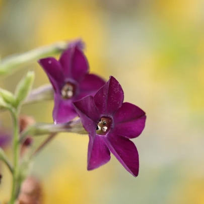 Tabak okrasný Deep Purple F1 - Nicotiana - semená - 50 ks