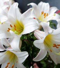 Balíček cibuliek ľalií – Lilium – predaj cibuľovín