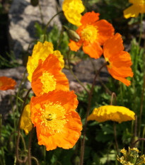 Mak alpský zmes farieb - Papaver alpinum - semená - 0,01 g