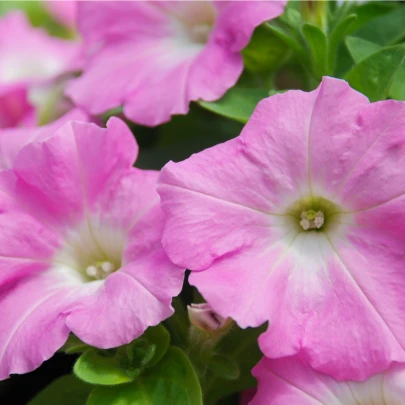 Petúnia Rosy Velvet F1 - Surfínia - Petunia hybrida - semená - 12 ks