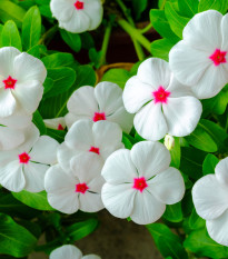 Katarant Polka F1 - Catharanthus - semená - 30 ks